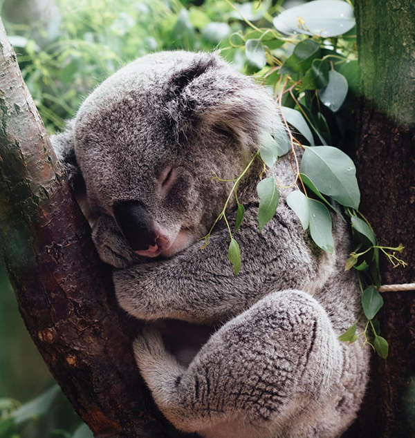 FPO - Koala sleeping on a tree.
